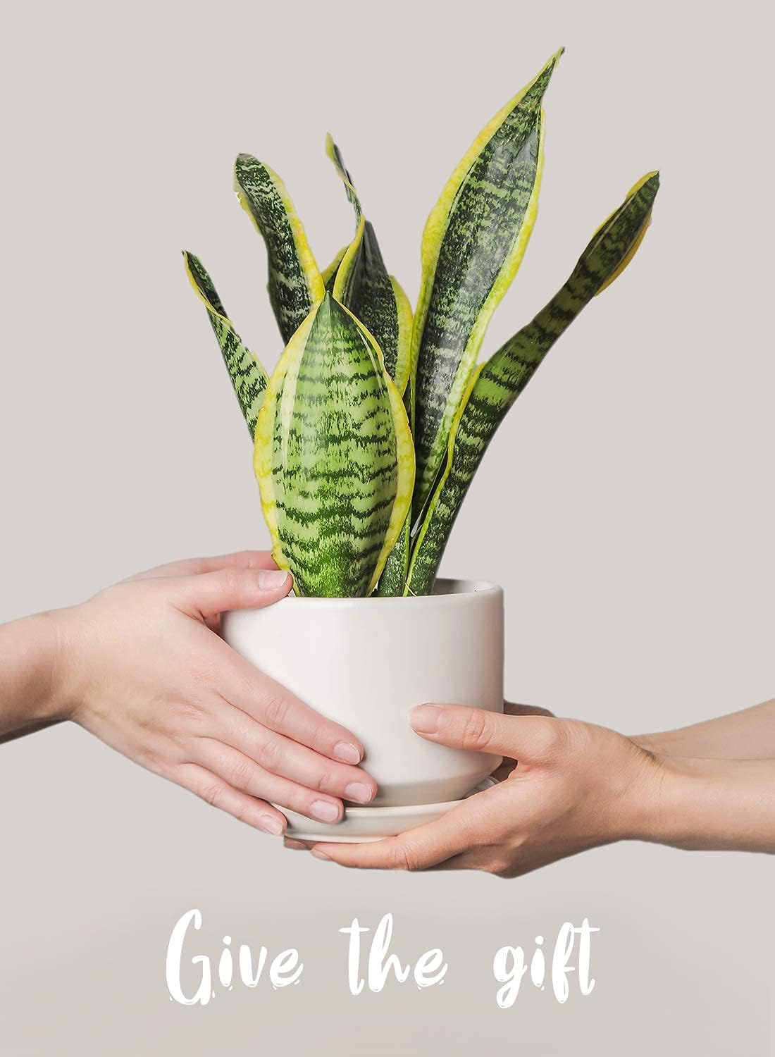 LE TAUCI Ceramic Plant Pots, 4.3+5.3+6.8 inch, Set of 3, Planters with Drainage Hole and Saucer, Indoor Flower Pot with Hole Mesh Pad, Gifts for Mom, White - Image 8